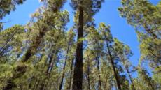 التوليفة 15 (إلى روح وينو)